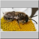 Colletes daviesanus - Seidenbiene m01 7mm.jpg